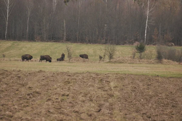 Żubr Europejski Puszczy Puszczy Białowieskiej Największy Gatunek Ssaków Europie Zwierzęta — Zdjęcie stockowe