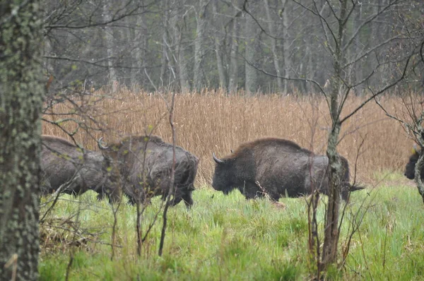 Bison Européen Dans Forêt Bialowieza Primeval Forest Grande Espèce Mammifère — Photo