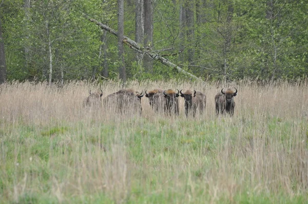 Bison Européen Dans Forêt Bialowieza Primeval Forest Grande Espèce Mammifère — Photo