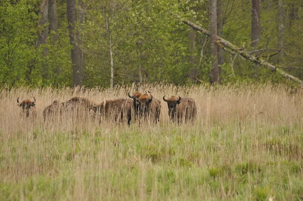 Bialowieza Lkel Ormanı Ndaki Ormanda Avrupalı Bizonlar Avrupa Bulunan Büyük — Stok fotoğraf