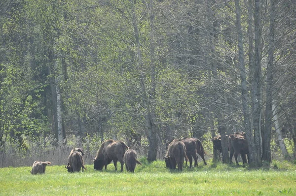 Bisonte Europeu Floresta Floresta Primeval Bialowieza Maior Espécie Mamífero Encontrada — Fotografia de Stock