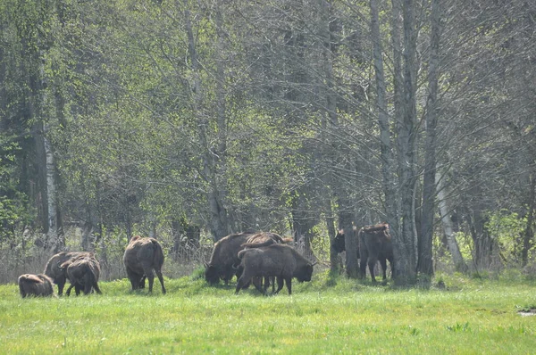 Bisonte Europeu Floresta Floresta Primeval Bialowieza Maior Espécie Mamífero Encontrada — Fotografia de Stock