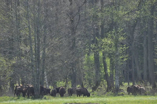 Bisonte Europeu Floresta Floresta Primeval Bialowieza Maior Espécie Mamífero Encontrada — Fotografia de Stock