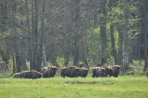 Bialowieza Lkel Ormanı Ndaki Ormanda Avrupalı Bizonlar Avrupa Bulunan Büyük — Stok fotoğraf