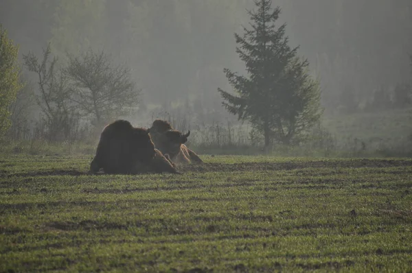 Wisente Wald Bialowieza Urwald Die Größte Säugetierart Die Europa Vorkommt — Stockfoto