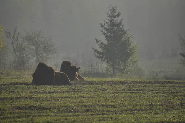 Bisonte Europeo Bosque Del Bosque Primeval Bialowieza Especie Más Grande — Foto de Stock