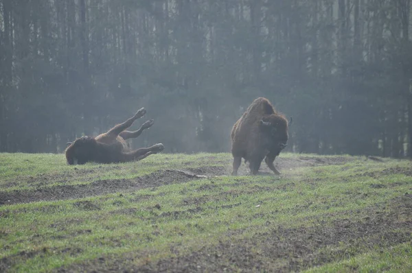 Wisente Wald Bialowieza Urwald Die Größte Säugetierart Die Europa Vorkommt — Stockfoto