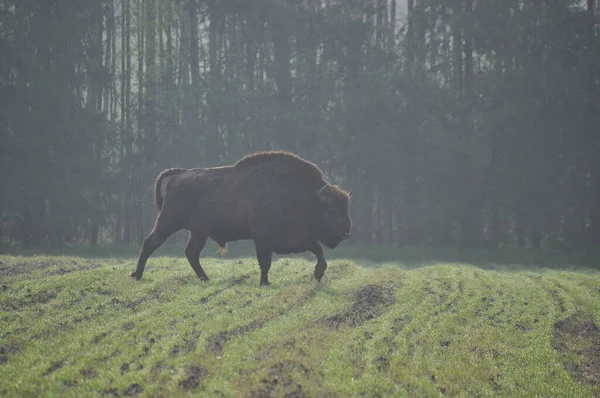 Bisonte Europeo Nella Foresta Nella Foresta Bialowieza Primeval Più Grande — Foto Stock