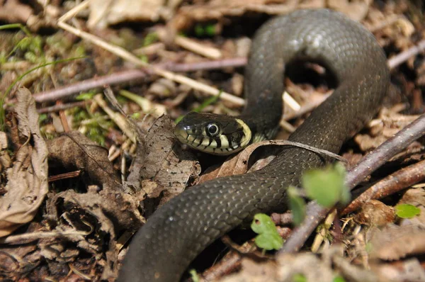 Trávový Had Nejedovatý Had Který Žije Evropě Žluté Skvrny Zadní — Stock fotografie