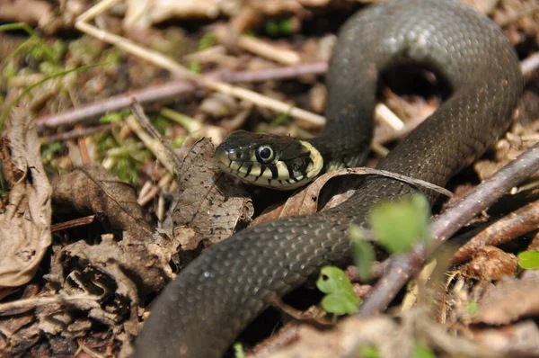 Grass Snake Non Poisonous Snake Lives Europe Yellow Spots Back — Stock Photo, Image