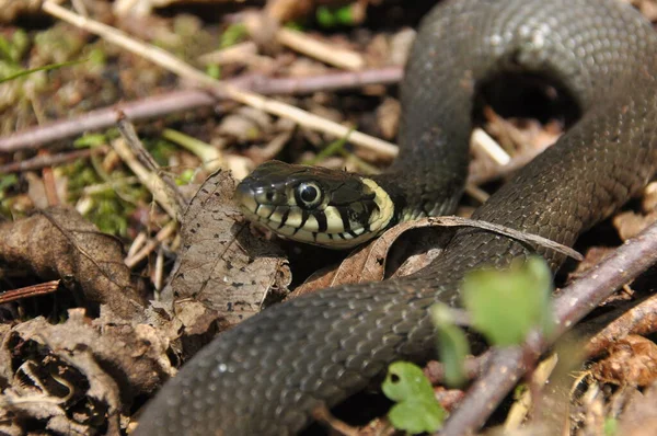 Grass Snake Non Poisonous Snake Lives Europe Yellow Spots Back — Stock Photo, Image