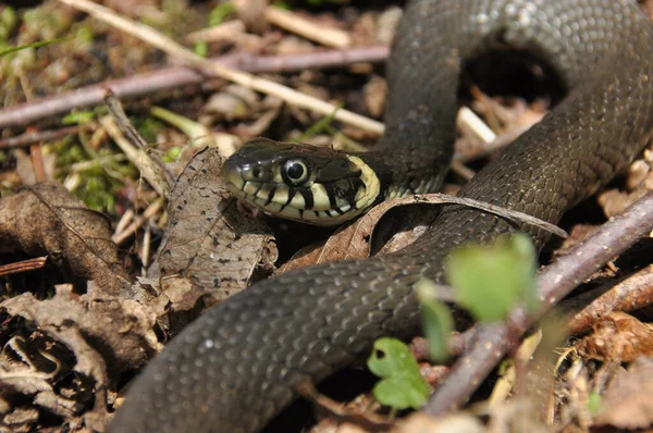 Serpent Herbe Serpent Non Toxique Qui Vit Europe Taches Jaunes — Photo