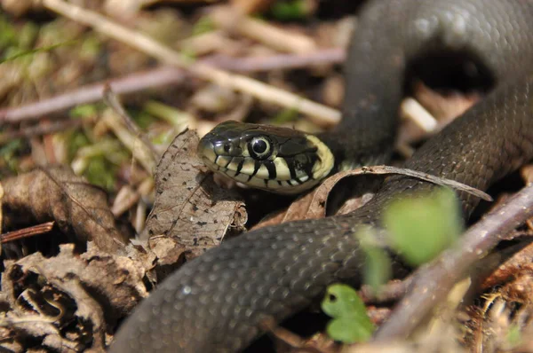 Grass Snake Non Poisonous Snake Lives Europe Yellow Spots Back — Stock Photo, Image