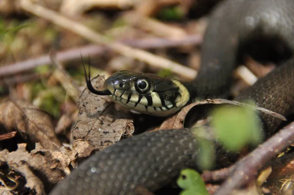 Serpente Relva Uma Cobra Não Venenosa Que Vive Europa Manchas — Fotografia de Stock