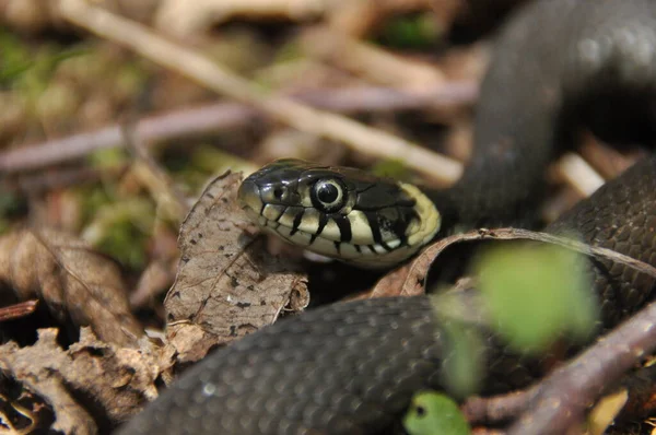 Grass Snake Non Poisonous Snake Lives Europe Yellow Spots Back — Stock Photo, Image