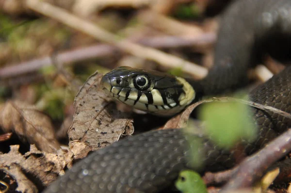 Grass Snake Non Poisonous Snake Lives Europe Yellow Spots Back — Stock Photo, Image