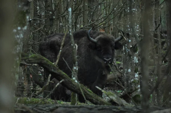 Европейский Бизон Лесу Беловежской Пуще Крупнейший Вид Млекопитающих Найденный Европе — стоковое фото