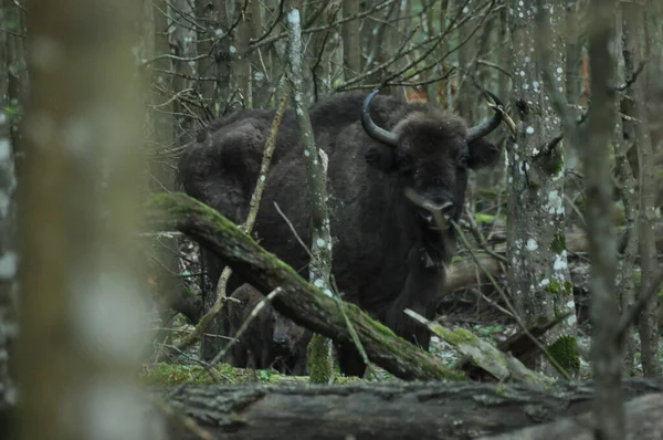 Európai Bölény Erdőben Bialowieza Őserdőben Legnagyobb Emlősfaj Európában Csordában Mint — Stock Fotó