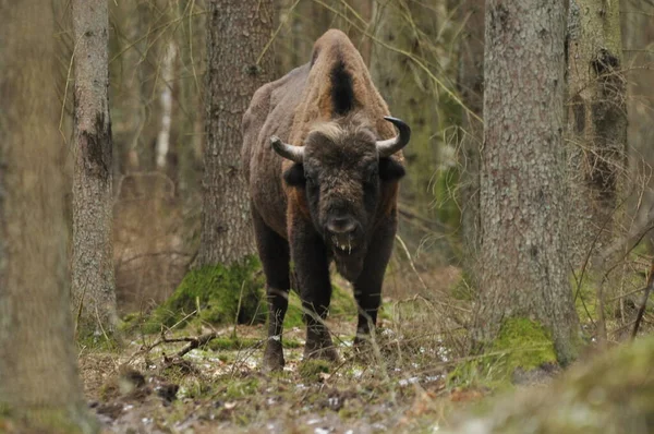 Evropský Bizon Lese Pralesním Porostu Bialowieza Největší Druh Savců Evropě — Stock fotografie