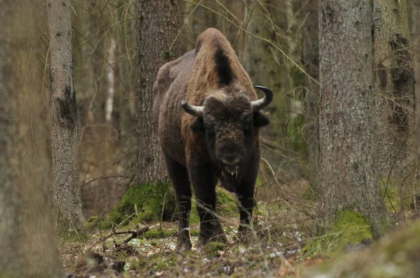 비알로 비에자 들소입니다 유럽에서 발견되는 포유류 종이다 소떼를 위기에 — 스톡 사진