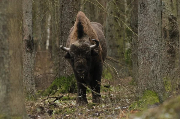 Bisonte Europeo Bosque Del Bosque Primeval Bialowieza Especie Más Grande —  Fotos de Stock