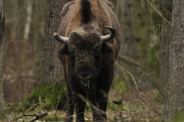 Evropský Bizon Lese Pralesním Porostu Bialowieza Největší Druh Savců Evropě — Stock fotografie