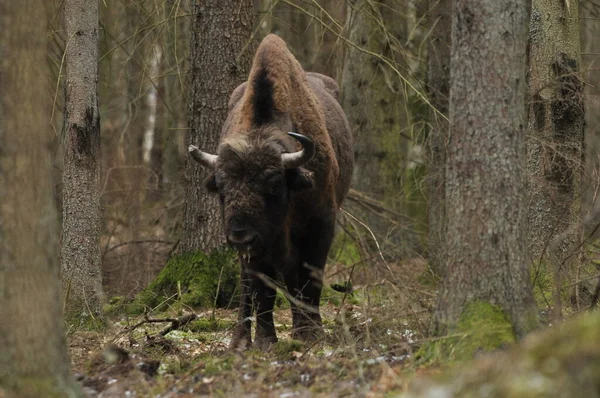 Evropský Bizon Lese Pralesním Porostu Bialowieza Největší Druh Savců Evropě — Stock fotografie