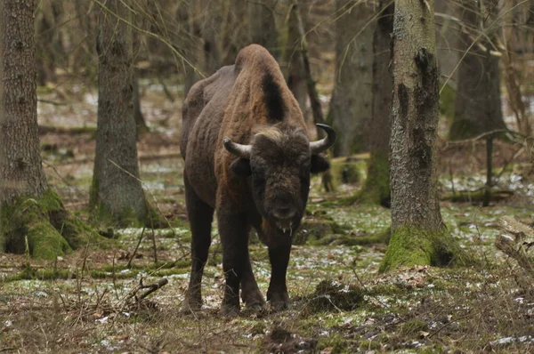 Ευρωπαίος Βίσωνας Στο Δάσος Bialowieza Primeval Forest Μεγαλύτερο Είδος Θηλαστικών — Φωτογραφία Αρχείου