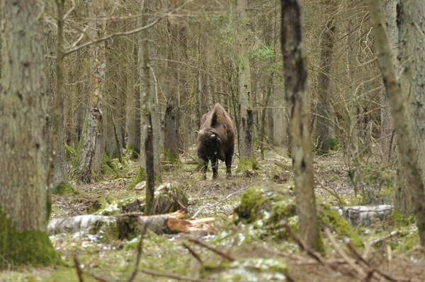 Bialowieza Lkel Ormanı Ndaki Ormanda Avrupalı Bizonlar Avrupa Bulunan Büyük — Stok fotoğraf