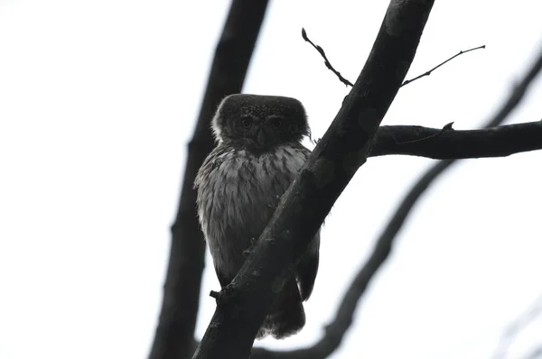 Bird Pygmy Owl Smallest Owl Europe Perched Branch Forest Species — Stock Photo, Image
