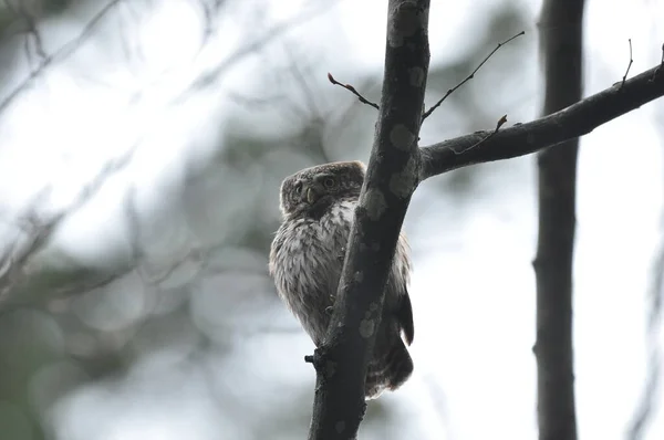 Ptaszek Sowa Pigmejska Najmniejsza Sowa Europie Usiadła Gałęzi Lesie Gatunek — Zdjęcie stockowe