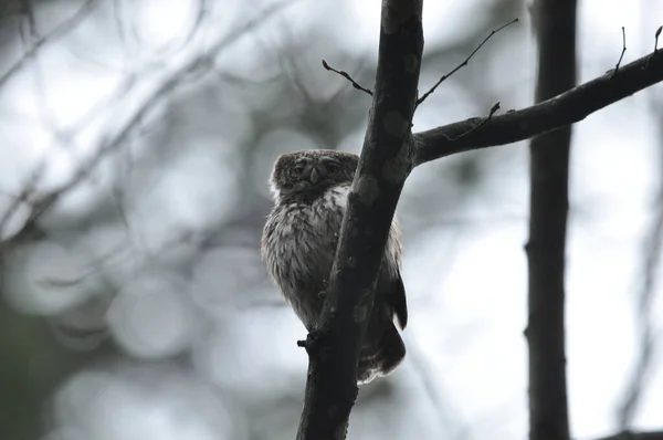 Chouette Pygmée Petite Chouette Europe Perchée Sur Une Branche Dans — Photo