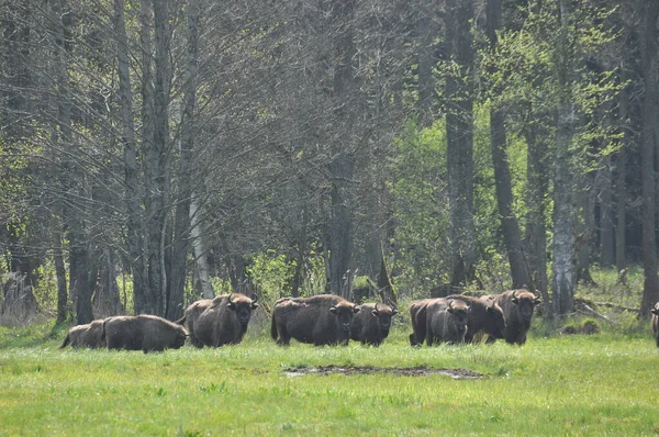 Europeisk Bisonoxe Skogen Bialowieza Primeval Forest Europas Största Däggdjursart Ungulates Stockbild
