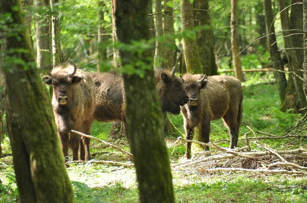 Bialowieza Lkel Ormanı Ndaki Ormanda Avrupalı Bizonlar Avrupa Bulunan Büyük Telifsiz Stok Imajlar