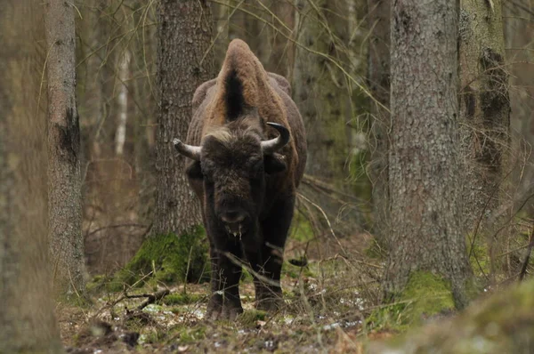 Bialowieza Lkel Ormanı Ndaki Ormanda Avrupalı Bizonlar Avrupa Bulunan Büyük Stok Fotoğraf