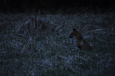Kızıl tilki sabah çayırda avlanıyordu. Gizlice yaklaşıp, kurbanın üstüne atlıyorsun..