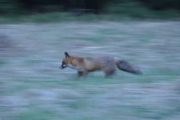 Der Rotfuchs War Morgens Auf Der Wiese Auf Der Jagd — Stockfoto