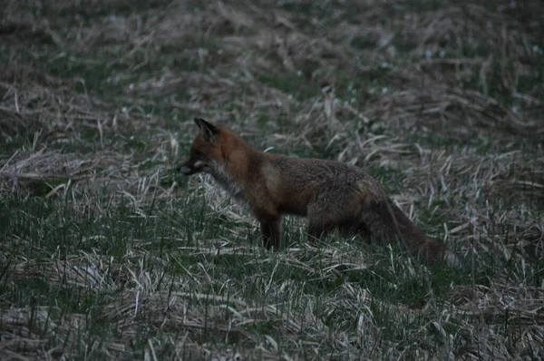 Renard Roux Chassait Matin Dans Prairie Glisser Sauter Sur Victime — Photo