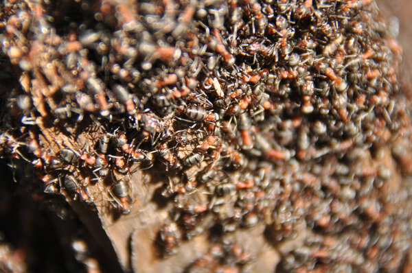 Red ants on an anthill in the woods basking in the spring sun after a long snowy winter.