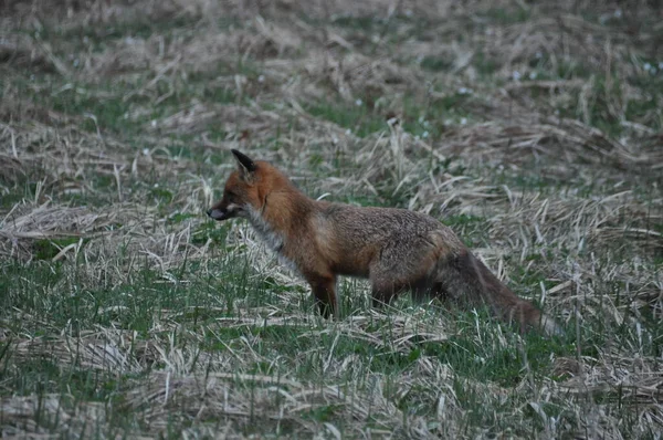 Zorro Rojo Estaba Cazando Por Mañana Prado Escabullirse Saltar Sobre —  Fotos de Stock