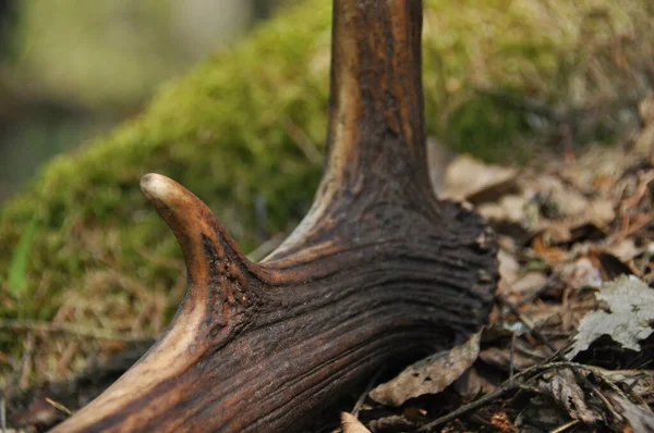 Geyik Boynuzları Ormanın Derinliklerinde Bir Boğa Tarafından Kaybedildi Ormanlıkta Parlak — Stok fotoğraf