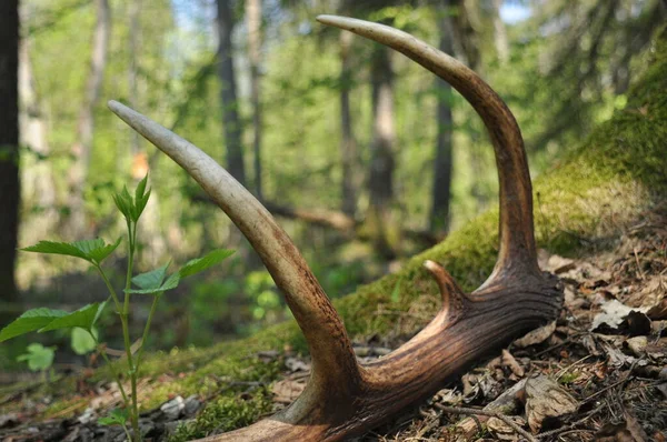 Deer Antlers Lost Bull Deep Forest Sharp Shining Arrowheads Undergrowth — Stock Photo, Image