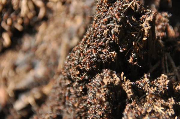 在漫长的雪冬之后 红色的蚂蚁在森林的蚁丘上沐浴在春日的阳光下 — 图库照片