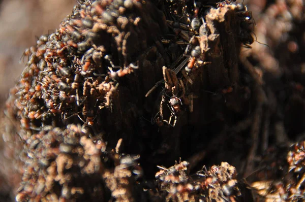 Semut Merah Sebuah Sarang Semut Hutan Berjemur Bawah Matahari Musim — Stok Foto
