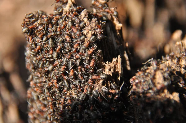 Rudí Mravenci Mraveništi Lesích Vyhřívající Jarním Slunci Dlouhé Zasněžené Zimě — Stock fotografie