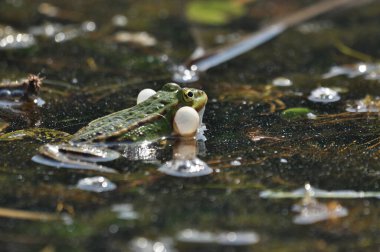 Yeşil kurbağa sulak alanlarda çiftleşiyor. Bahar ve amfibyumların üremesi.