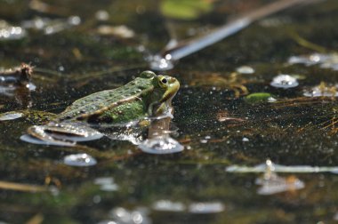 Yeşil kurbağa sulak alanlarda çiftleşiyor. Bahar ve amfibyumların üremesi.