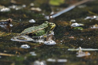 Yeşil kurbağa sulak alanlarda çiftleşiyor. Bahar ve amfibyumların üremesi.