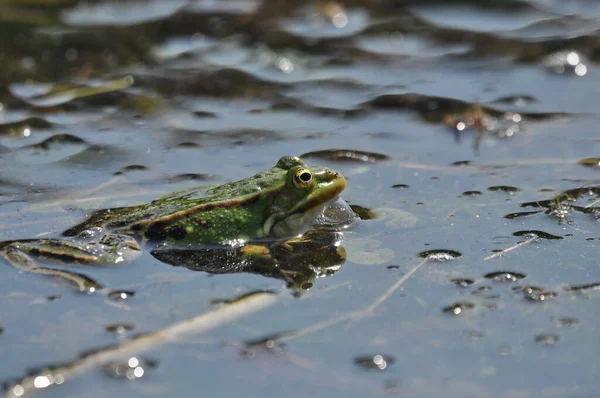 Groene Kikker Paring Wetlands Voorjaar Voortplanting Van Amfibieën — Stockfoto