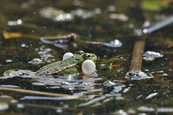 Rana Verde Apareándose Los Humedales Primavera Reproducción Anfibios — Foto de Stock